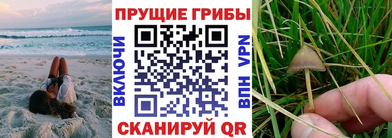 MEGA онион  Волхов  Галлюциногенные грибы GOLDEN TEACHER 
